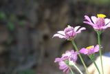 Nature's Whisper in Every Strand: Discover GlowNatureGarden's Nature-Inspired Hair Stick Collection