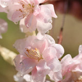 Pink Cherry Blossom Hair Stick