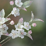 Dewdrop Sakura U-Shaped Hair Stick