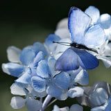 Whirlwind Blossom & Blue Butterfly Hair Stick