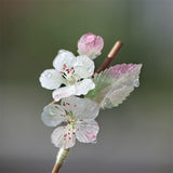 Blossom Mist Bamboo Hair Stick