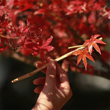 Autumn Maple Bamboo Hair Stick