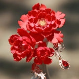 Scarlet Peony U-Shaped Hair Stick