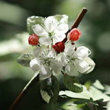 Blossoming Hawthorn & Bamboo Hair Stick