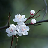 White Sakura Whisper U-Shaped Hair Stick