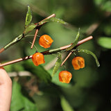 Physalis Flower Bamboo Hair Stick