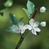 Dewy Plum Blossom Hair Stick