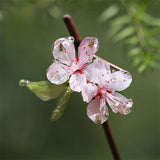 Peach Blossom Bamboo Hair Stick