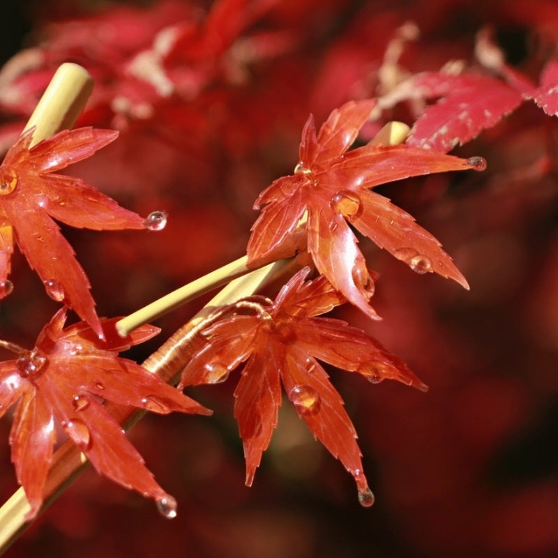 Autumn Maple Bamboo Hair Stick