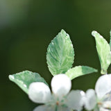 Dewy Plum Blossom Hair Stick