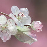 Blossom Mist Bamboo Hair Stick