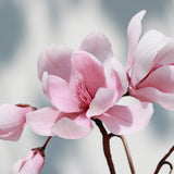 Japanese Royal Magnolia U-Shaped Hair Stick