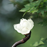 Magnolia Ebony Hair Stick