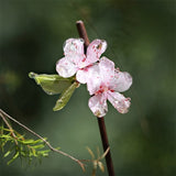 Peach Blossom Bamboo Hair Stick