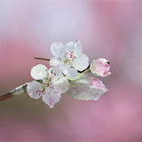 Blossom Mist Bamboo Hair Stick
