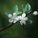 Dewy Plum Blossom Hair Stick