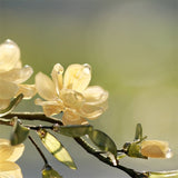 Sunlit Forsythia & Bamboo Hair Stick