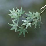 Dewy Maple Serenity U-Shaped Hair Stick
