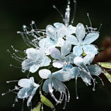 Whispering Petals U-Shaped Hair Stick