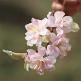 Pink Cherry Blossom Hair Stick