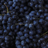 Vineyard Shine Necklace