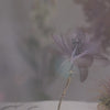 Lavender Petal Whisper Hair Stick
